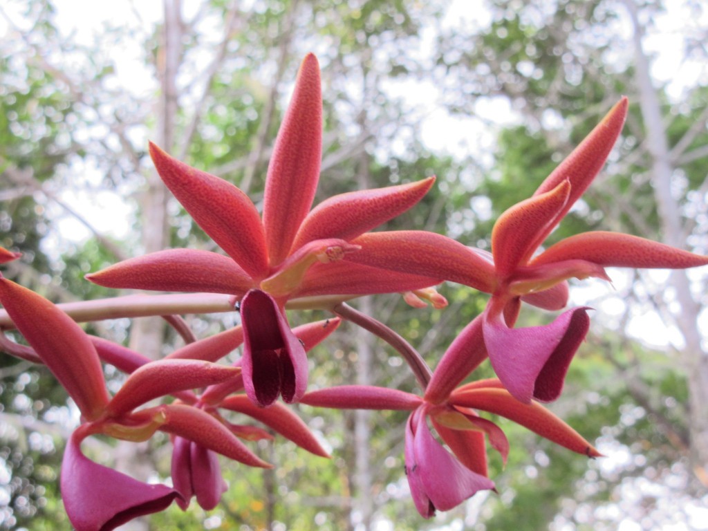 Mormones atropurpurea Alfombra, Costa Rica, mars 2016