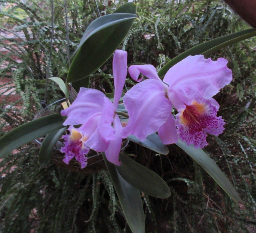 Cattleya leuddemaniana, très odorante. Alfombra, Costa Rica, 26 mars 2016