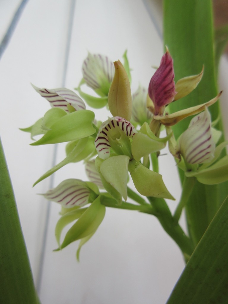 Prosthechea ionophlebia ou Conchita ou Sweet shell