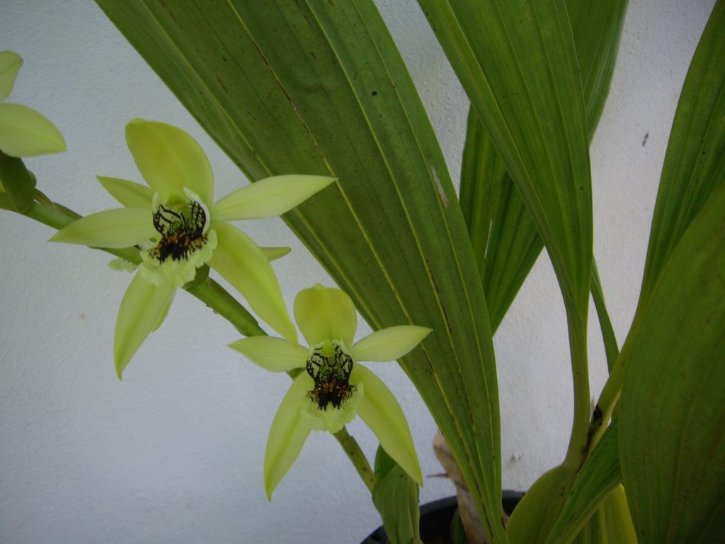 Orchidée au nom encore inconnu. Costa Rica, février 2016